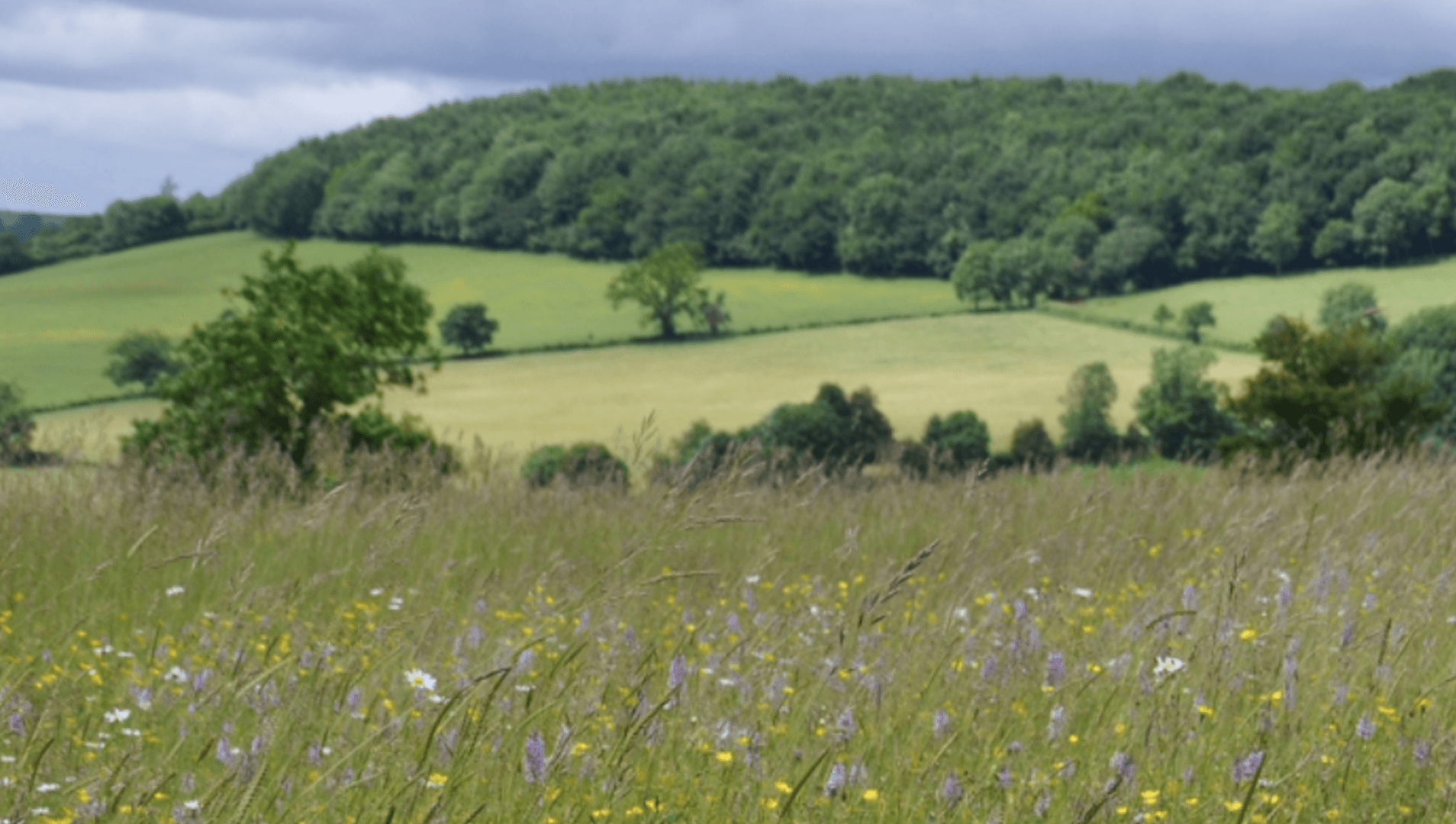 Wild flower meadow