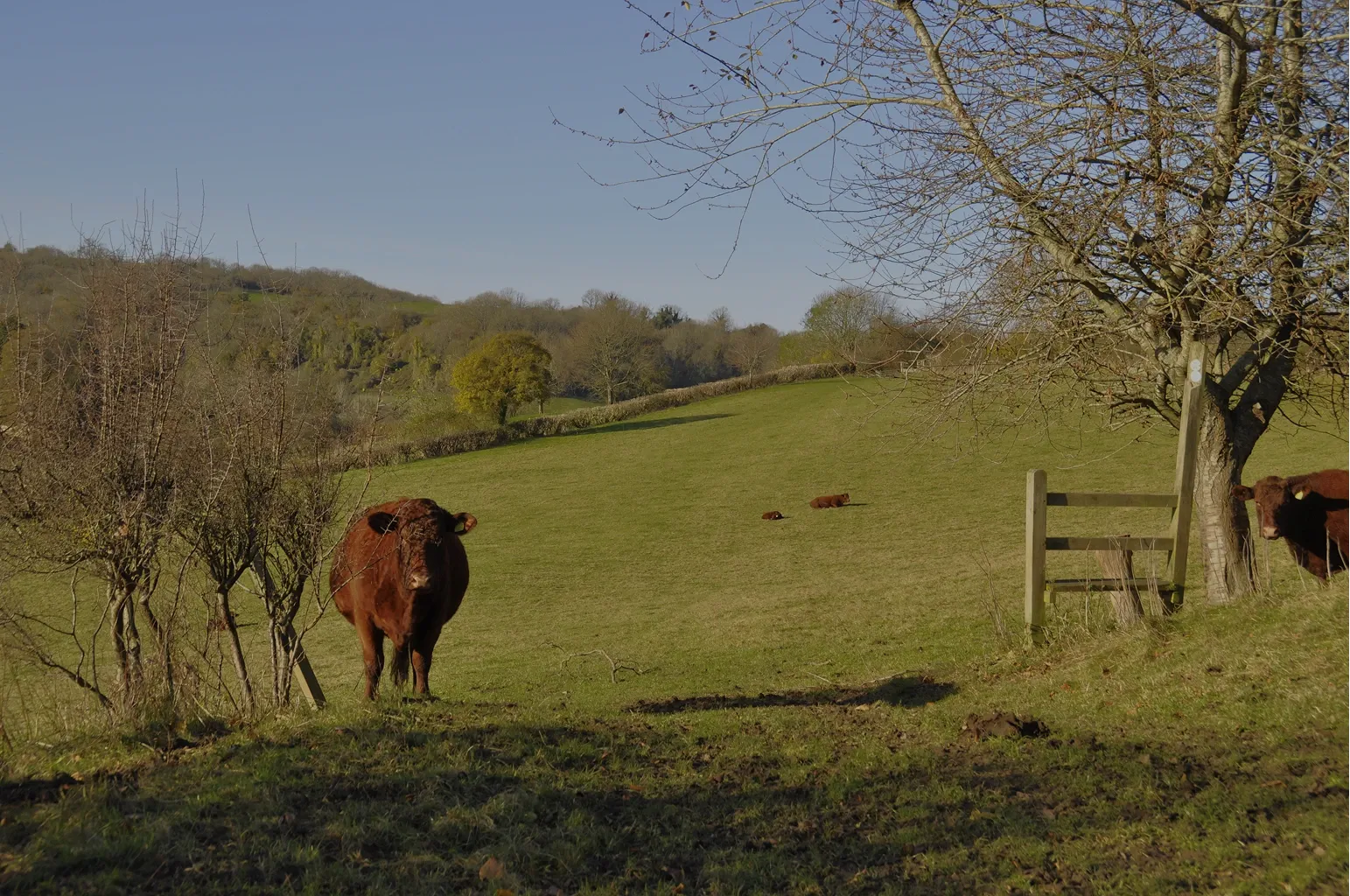 A peaceful rural scene with Red Ruby cattle grazing and resting in a grassy field, framed by leafless trees, a wooden fence, and rolling hills under a clear blue sky.